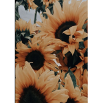 Sunflowers at dawn
