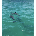 -sun dolphins-