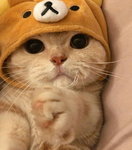 CatUGC