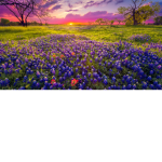 Wild Daisies Clothing