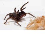 Mr.Spiders Clan