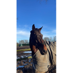 Zoes Equestrian Clothes