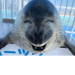 silliest of the seals