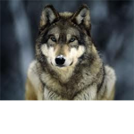 Wolf's of the beyond