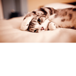 The Kitty Cat Society