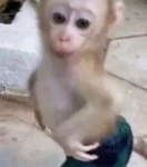 The.Elite.Monkeys