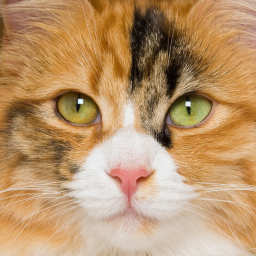 Cat Obby