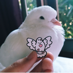 Silly Pigeons