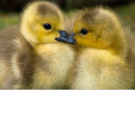 Duck_land