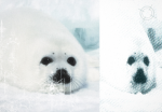 ･ﾟseals !!