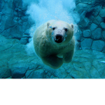 Snowy Paws Arctic Animal Reserve