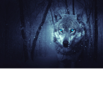 DEADPOOL WOLF