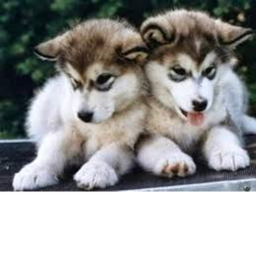 Puppy Haven {  ALPHA }
