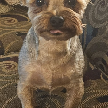 beautiful dog