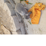 Random towels rabbit