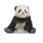 i pandini e le #######