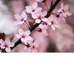 Blooming Flowers