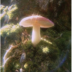 ~mushroom~fam~
