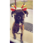 Jaxx is my doggie
