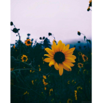 ~The Aesthetic Flowers~