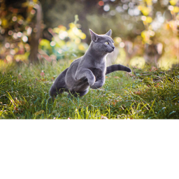RUN
