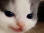:D cat team