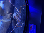 King crab group