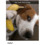 my name ISdog