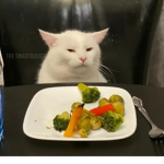 The cats 123