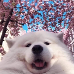 【狗的性】