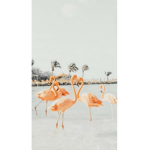 - tropical clothing -