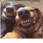 Paws Animal Hospital