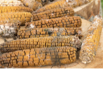 C-C CORNNNNNNNNNN