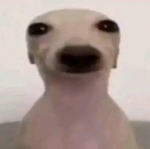 Grupo de los animales de las sombras
