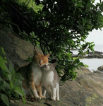 - playful paws !!
