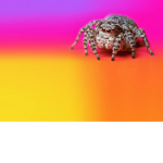 Spider State