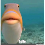 Memezzz