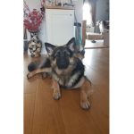Pawtastic!