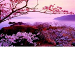 The peach tree