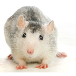 Doctor Rats hospital