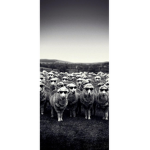 The Sheep Musketeers