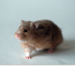 Hamsters N Hampter