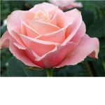 Rose Peace Fashion