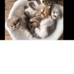 Lil kitty kittens