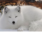 Wolf gang for boys and girls to have fun and nicek