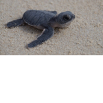 The Swimming Turtles !