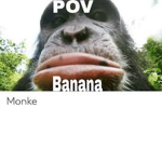 Monke's group of monkes