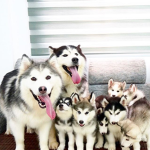 The husky fans for limited robux