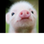 Pig and foot clan