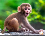 The offical monkey fan group